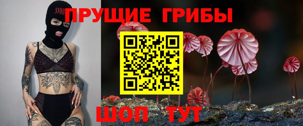 Псилоцибиновые грибы прущие грибы  Вход с VPN  Дмитров  Псилоцибиновые грибы Psilocybine cubensis 